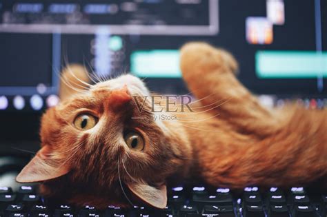 小猫坐在笔记本电脑键盘上高清图片下载-正版图片307954852-摄图网