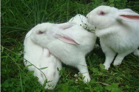 初生幼兔的喂养方法 幼兔饲料喂养方法_鹦鹉 - 养宠客