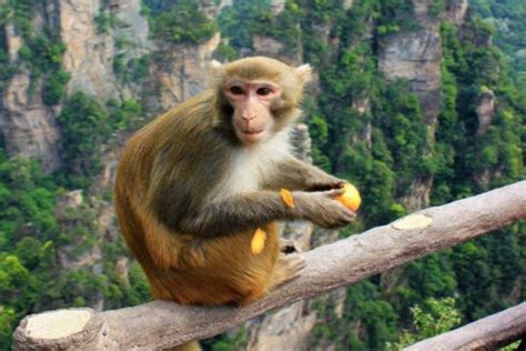 猴妖是什么生肖 猴的三合贵人是什么生肖 - 汽车时代网