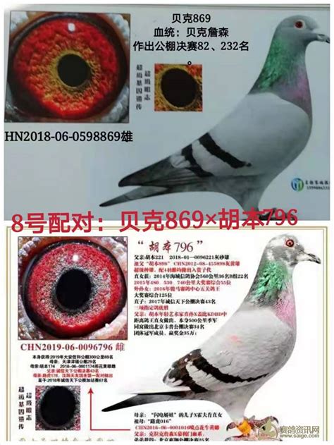 世界名鸽-中国信鸽信息网相册