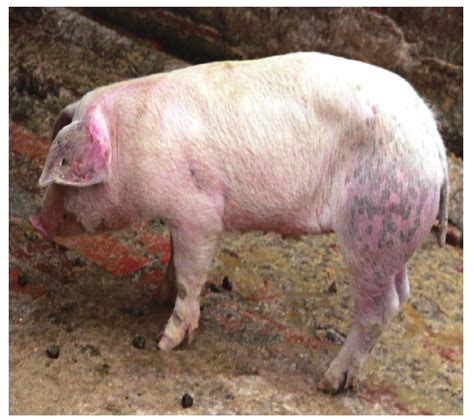 三、临床症状-猪传染病诊断与防治图谱-图片
