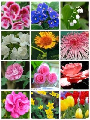 各种花的花语是什么,100种花语大全,1000种花名大全及花语_大山谷图库
