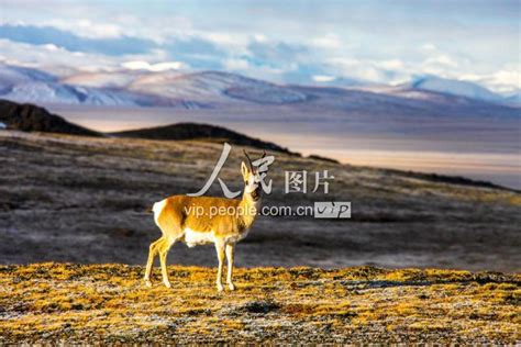 青藏高原可可西里：野生动物栖息的乐园-人民图片网