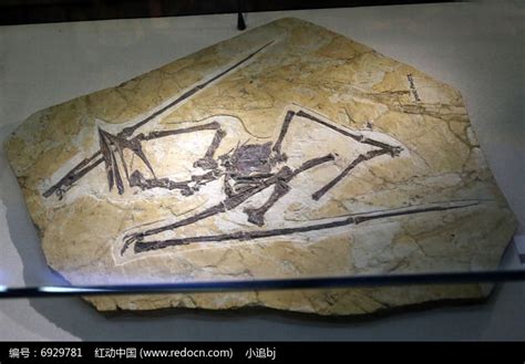 华夏翼龙化石高清图片下载_红动中国