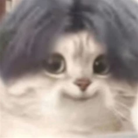 猫猫头图片