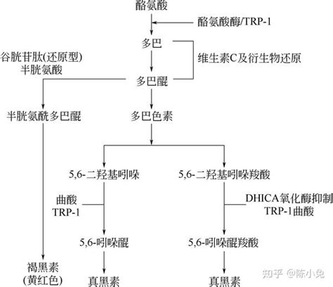 胆红素循环示意图,胆红素肝肠循环,胆红素代途径图_大山谷图库