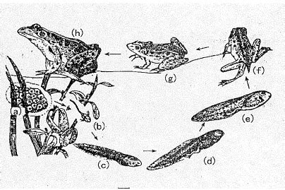 如图是青蛙个体发育过程示意图.请据图回答:(1)青蛙个体发育的起点是 ．发育过程的正确顺序是: ,从图中可看出青蛙的幼体和成体在形态结构上有 ...