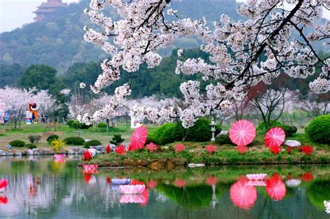 武汉东湖樱花园风光高清图片下载-正版图片501664783-摄图网