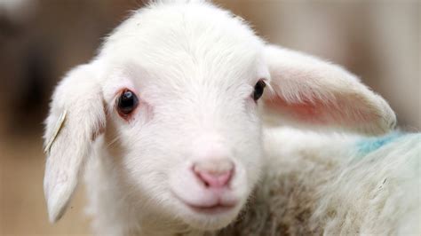 春天牧场上的小新生羔羊高清摄影大图-千库网
