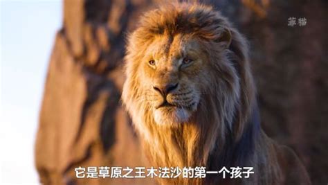 风土志|“真人版”《狮子王》没看过瘾，就到这里来看真狮子_荔枝网新闻