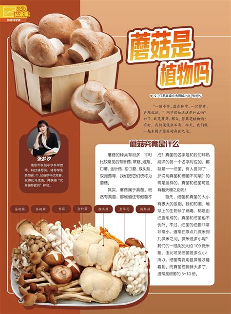 常见食用蘑菇图片,可食用,平常(第5页)_大山谷图库