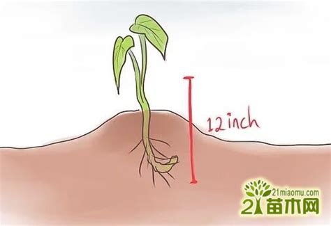 红薯苗的栽培技术-农百科