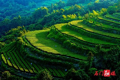 活动资讯 - 2017第九届湖南茶业博览会 - 华声在线