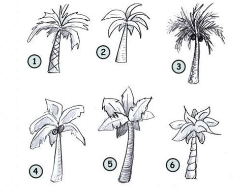怎么画椰子树 简笔画椰子树的画法图片 - 巧巧简笔画