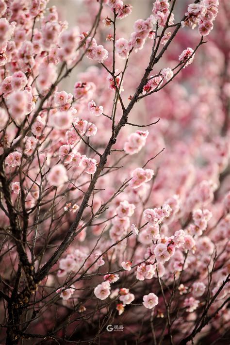 美丽的梅花在春天绽放高清图片下载-正版图片503645655-摄图网