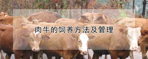 牛爱吃什么食物 —【发财农业网】