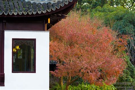 生在北京房山的我，从小儿就是看着秋天的红叶长大的……__财经头条