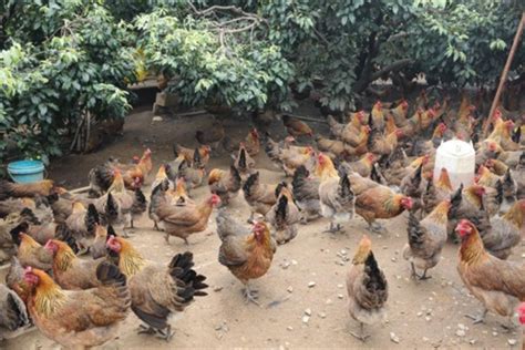 奉科镇431户建档立卡户有了自己的养鸡合作社