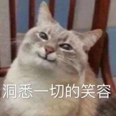 癫猫神经猫表情包图片 癫猫神经猫表情包图片
