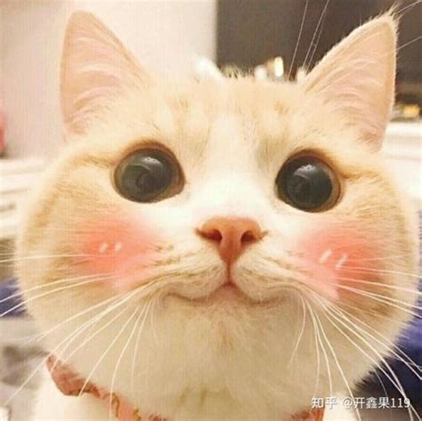 非主流猫咪男生头像