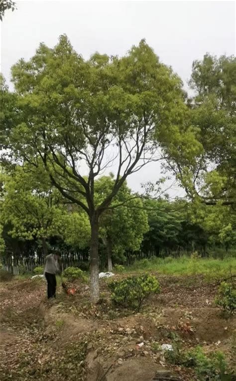 【香樟】25公分香樟正在挖苗_好景园林