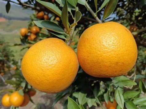进入12月，柑橘树过冬这些工作要做好，为明年丰产丰收打好基础！__凤凰网
