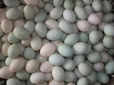鸭子几个月开始下蛋，鸭子多大开始下蛋|admin_人人点