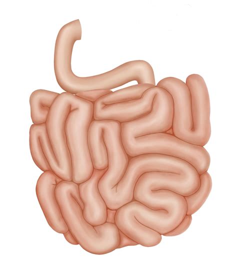 人体大小肠结构示意图-人体解剖图,_医学图库