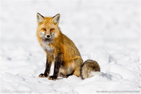 狐狸（犬科哺乳动物） - 搜狗百科