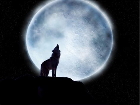 为什么狼会对着月亮嚎叫？ - 好汉科普