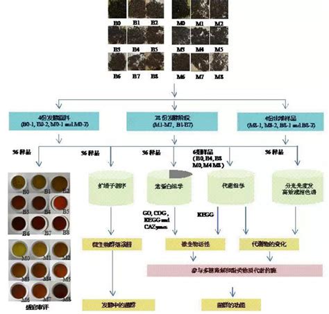 普洱熟茶的渥堆发酵流程 - 周禾古法老茶