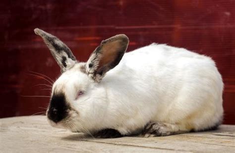 洁西兔粮宠物兔子幼兔成兔粮食垂耳兔全营养私房粮2.5kg/袋_虎窝淘