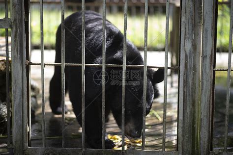 大黑熊被困钢筋笼里高清图片下载-正版图片300876451-摄图网