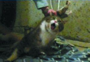 40w粉网红虐猫狂被拘留：那只猫到死也没叫一声！ - 知乎