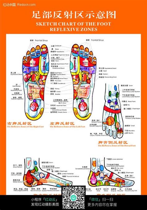 足底反射区图图片