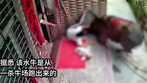 广东一抱娃女遭疯牛袭击：送往屠宰过程中逃脱，被当场击毙