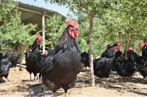中国十大名鸡品种排行 德化黑鸡上榜，第一产自海南省_排行榜123网