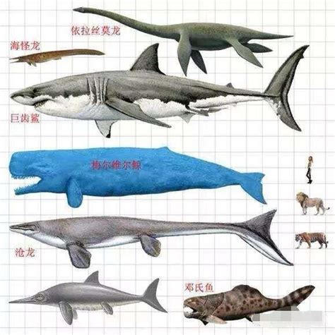 最大的鲨鱼有多大？鲸鲨比大象还大，但这种鲨鱼却相当于十头大象