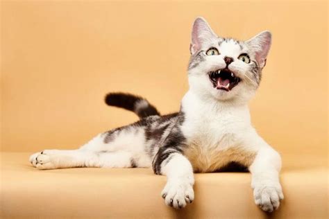 最萌的猫咪十大排名 十大猫咪颜值大排名_宠物百科 - 养宠客
