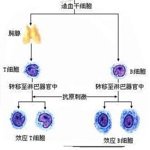 多靶点CAR-T细胞疗法