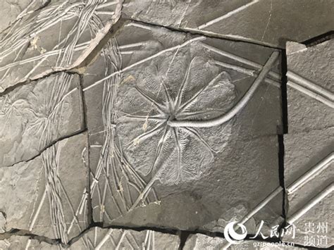 海百合化石图片