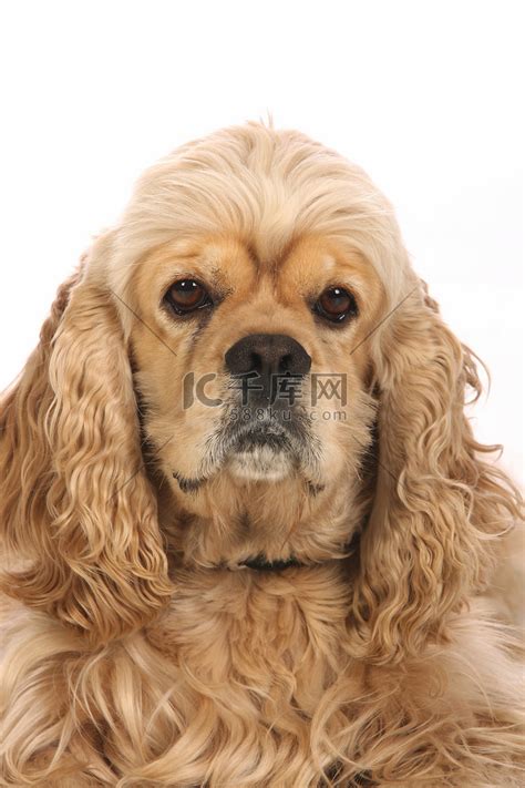 美国可卡犬图片