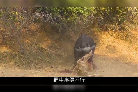 河马大战犀牛，两个大型动物之间的碰撞，究竟谁能获得胜利呢？_高清1080P在线观看平台_腾讯视频