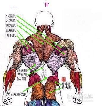 后背肌肉图图片
