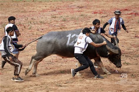 中国·石林首届国际金牛文化旅游艺术节活动精彩纷呈_文旅头条_旅游频道_云南网