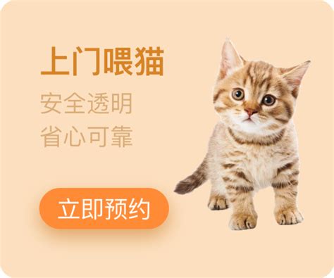 上门喂猫海报宠物插画猫咪喂养铲屎服务项目-志设网-zs9.com