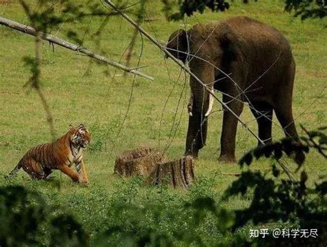 敢和老虎打架的动物，4种动物吊打老虎(犀牛一招就能击败老虎) — 久久经验网