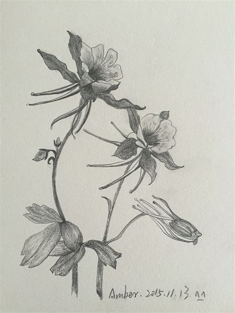 花素描图片