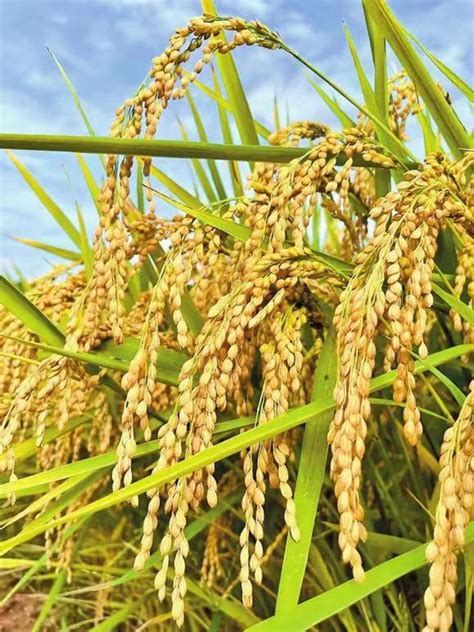 湖南水稻高产水稻前十名的品种 - 惠农网