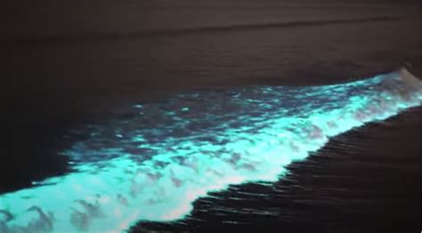 荧光海，澳大利亚的“蓝眼泪”